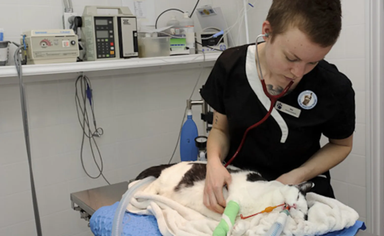 Blue cross vet staff giving anesthesia to a cat
